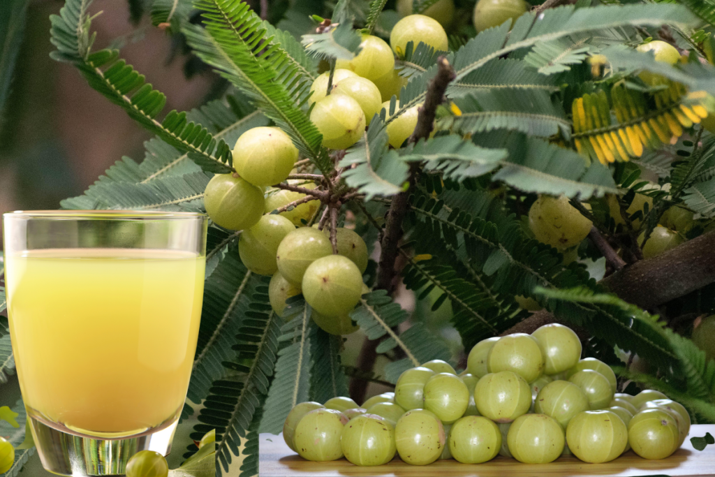 amla juice